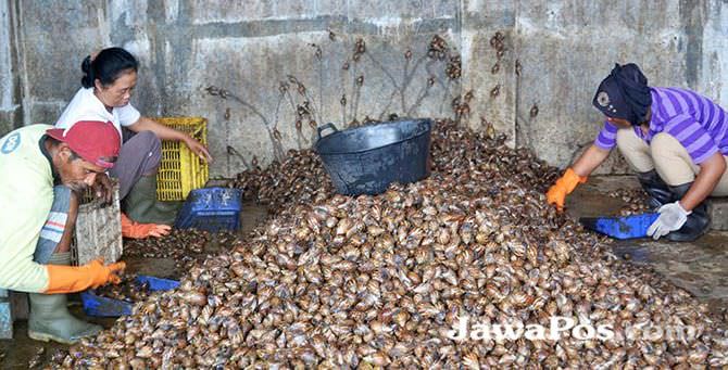 pabrik-tutup-pencari-bekicot-incar-pasar-lokal