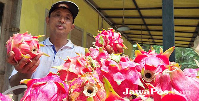 Buah naga. (Dok. Radar Banyuwangi)