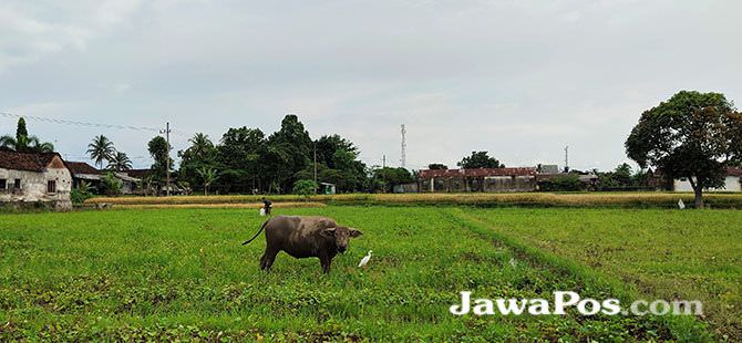 rumput-terpapar-abu-berbahaya-bagi-hewan-ternak