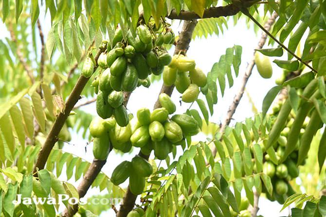 tak-sekadar-bumbu-masak-belimbing-wuluh-punya-banyak-manfaat