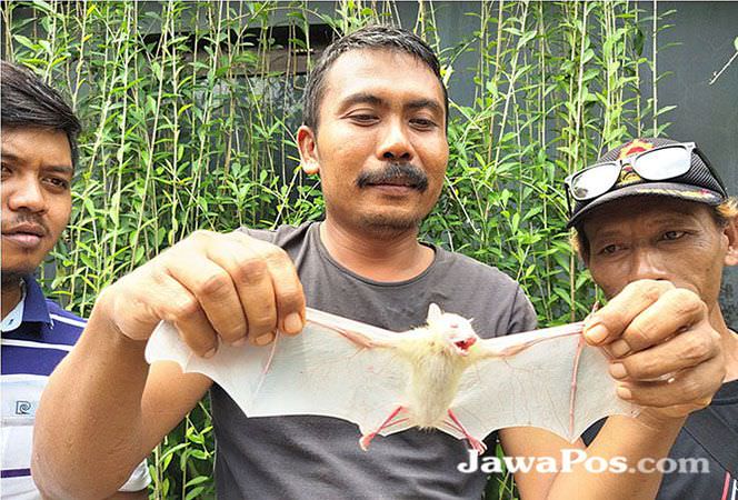 warga-tangkap-kelelawar-putih
