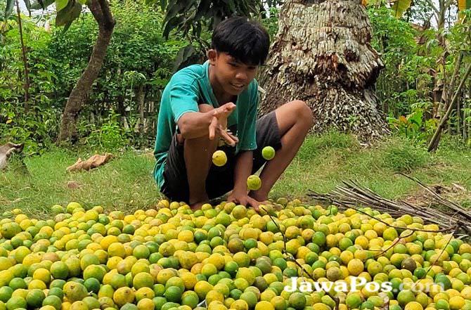 harga-buah-jeruk-nipis-anjlok