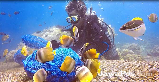 tak-sekadar-diving-dan-snorkeling-tapi-diajari-memberi-makan-lobster
