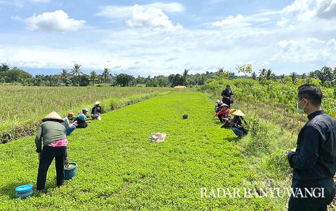 warga-damrejo-budi-daya-tanaman-semanggi