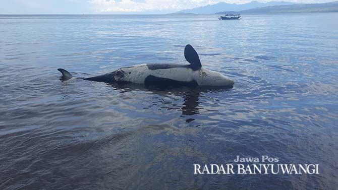 bpspl-teliti-penyebab-paus-orca-masuk-selat-bali