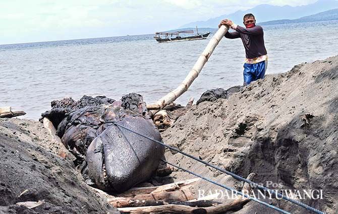 paus-terdampar-mati-dikubur-di-tepi-pantai