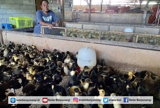 usaha-bebek-daging-dan-petelur-menjanjikan