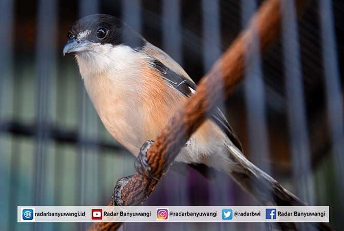 burung-cendet-mampu-menirukan-suara-hewan-lain