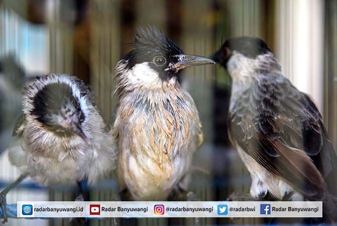 burung-kutilang-si-jambul-hitam-yang-berisik