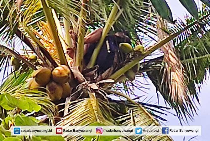 diusir-oleh-istri-tidur-di-atas-pohon-kelapa