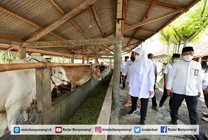 kerek-produktivitas-sapi-dengan-sms-pisan