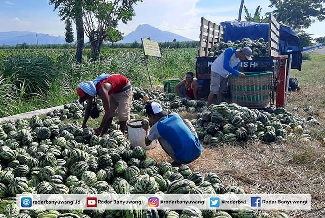 petani-blewah-tetap-untung-meski-panen-tidak-bagus