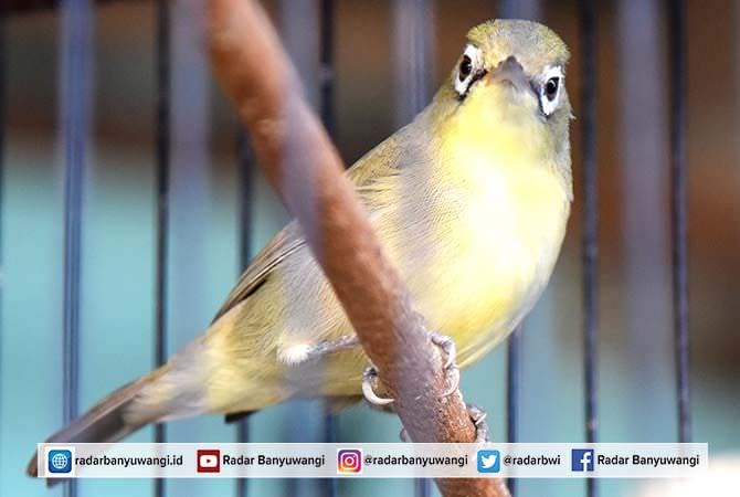 pleci-harga-murah-tapi-merawatnya-tak-mudah