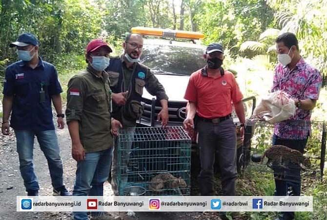 tn-alas-purwo-lepasliarkan-ular-sanca-dan-kucing-hutan