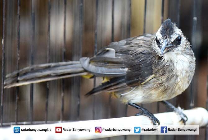 trocok-mudah-beradaptasi-dengan-manusia