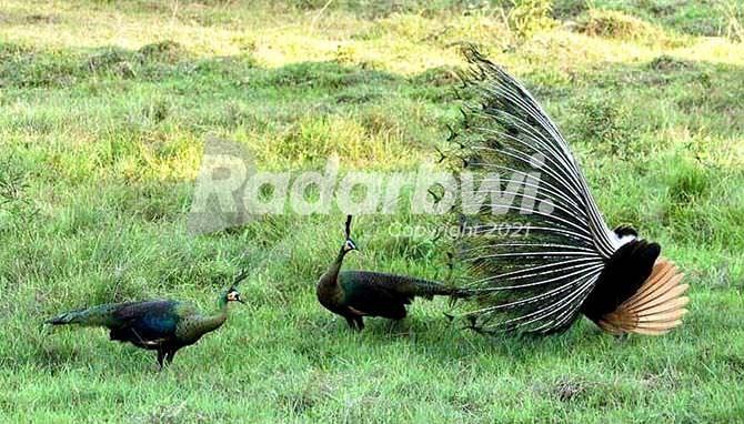 burung-merak-alas-purwo-musim-kawin