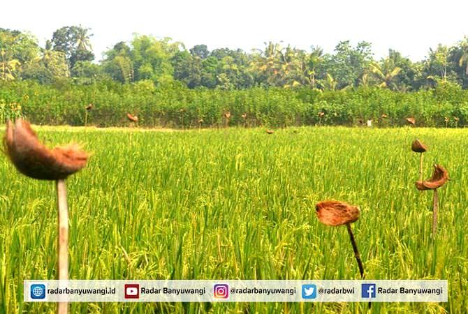 cara-unik-petani-yosomulyo-usir-hama-padi-dengan-sabut-kelapa