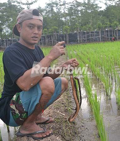 isi-liburan-paling-asyik-mancing-belut-di-sawah