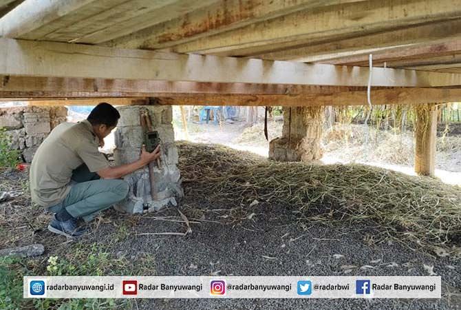 pantau-hewan-pemakan-kambing-petugas-bksda-pasang-kamera-trap