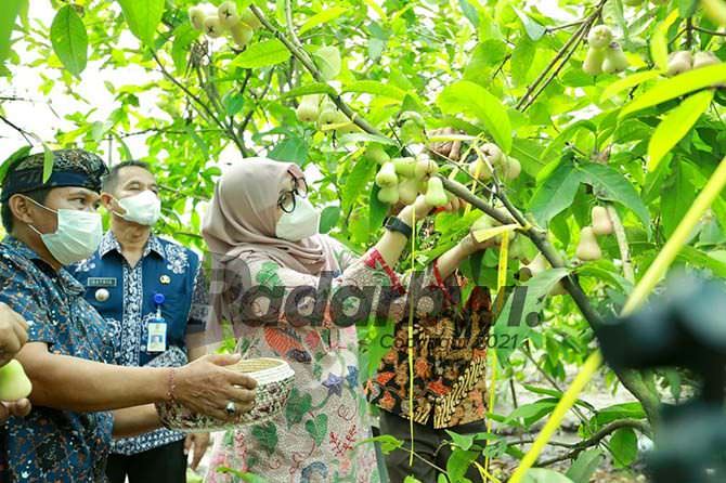 produksi-512-ton-per-musim-tahun-depan-dibantu-sumur-bor