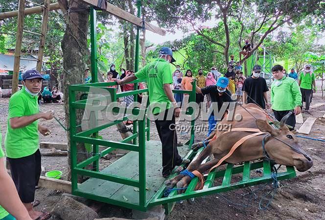 alat-perebah-sapi-sederhana-made-in-panitia-kurban-desa-lemahbangkulon