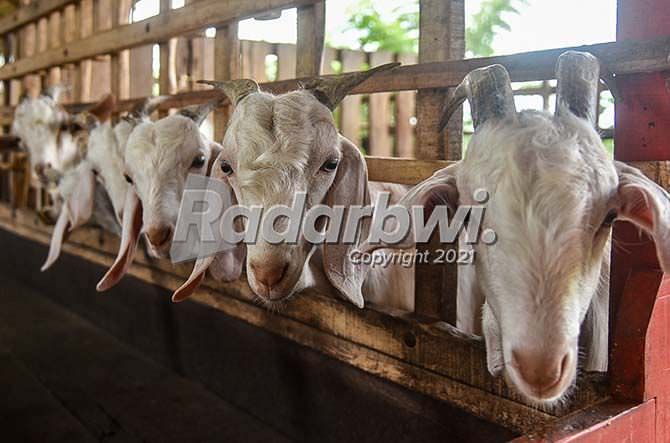 embik-pun-beragam-jenisnya