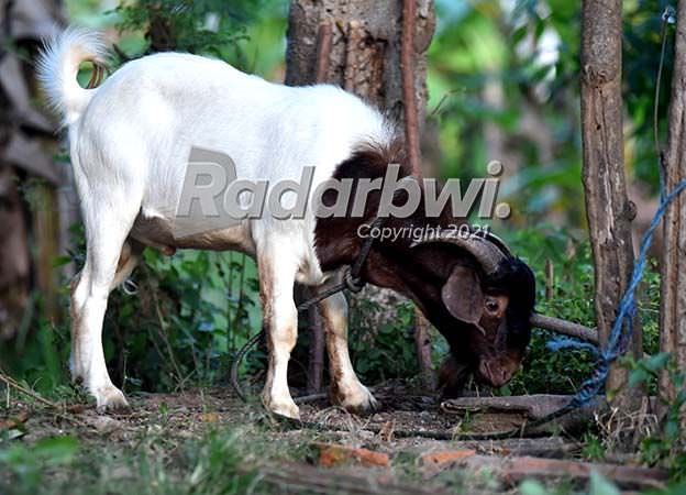 kambing-boer-si-raksasa-yang-kalem