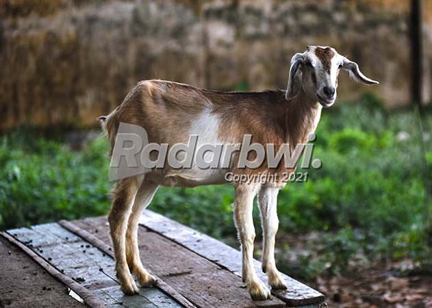 kambing-kacang-mudah-dirawat-gampang-dijual