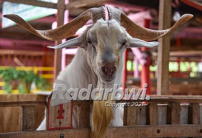 kambing-saanen-si-hidung-lurus-yang-peka-cuaca