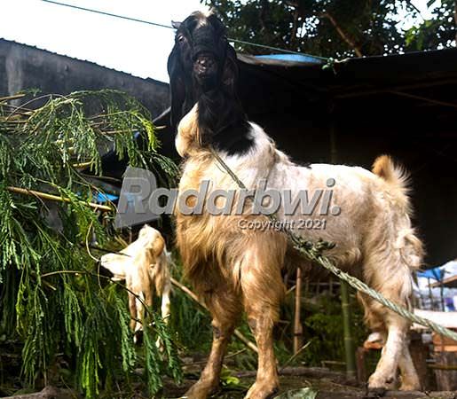 peranakan-etawa-pe-kambing-pedaging-sekaligus-penghasil-susu