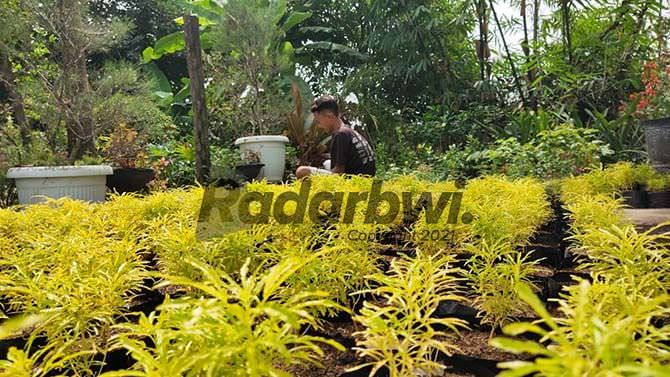 sedang-ngetren-bunga-pengusir-nyamuk-diburu-pembeli