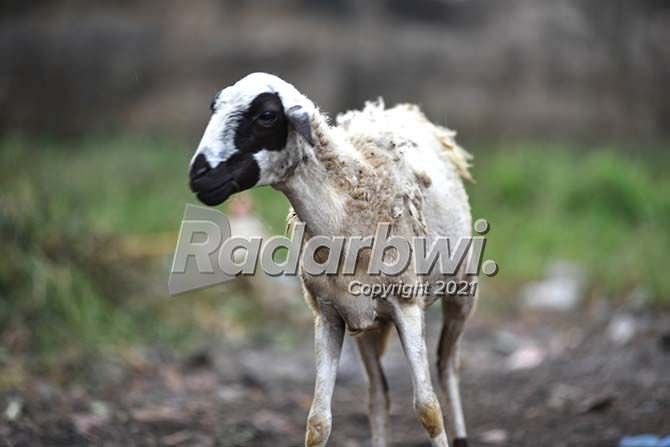 tekstur-daging-domba-lebih-lembut-dari-kambing
