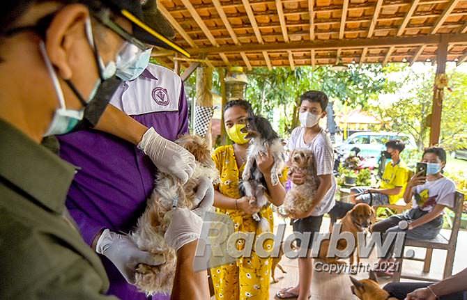 anjing-liar-divaksin-anti-rabies