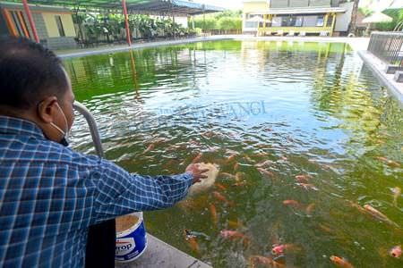 dulu-kolam-renang-sekarang-kolam-ikan