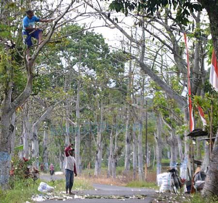 kapuk-randu-bertengan-di-jalan-desa