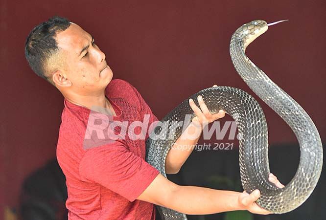 king-cobra-sepanjang-48-meter-pun-jadi-mainan