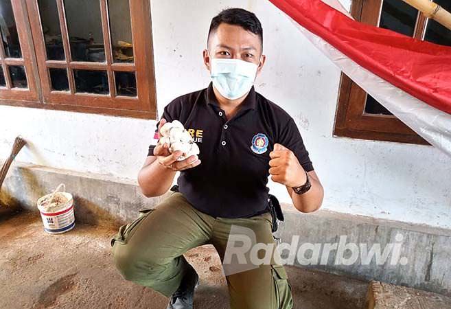 terlalu-lama-libur-ruang-kelas-jadi-sarang-ular-kobra-bertelur