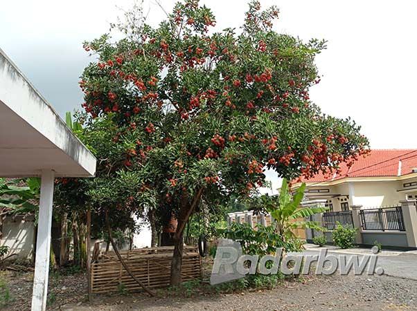 buah-buahan-panen-sekali-setahun-kecuali-buah-naga