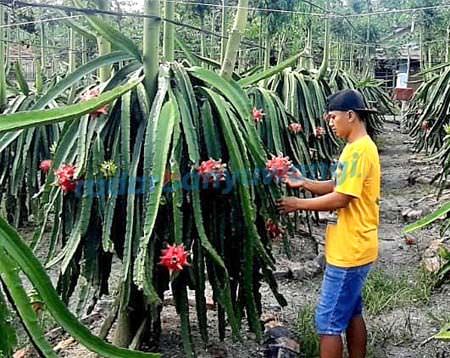 Ilustrasi buah naga siap panen. (Dok. Radar Banyuwangi)