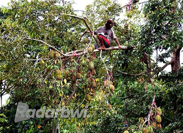 jadi-destinasi-wisata-khusus-pecinta-durian