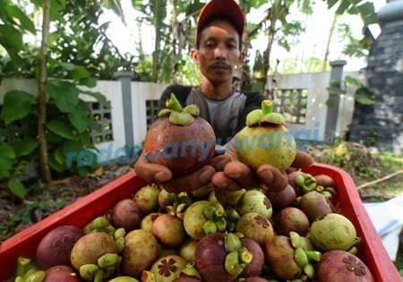 manggis-banyuwangi-tembus-tiongkok