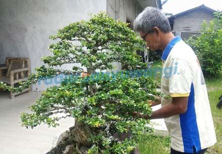 mengais-rezeki-dari-merawat-bonsai