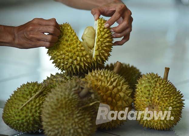 patenkan-varietas-durian-lokal-unggul