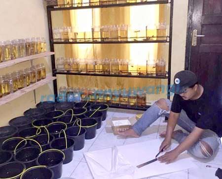 prospek-cupang-secantik-ikannya
