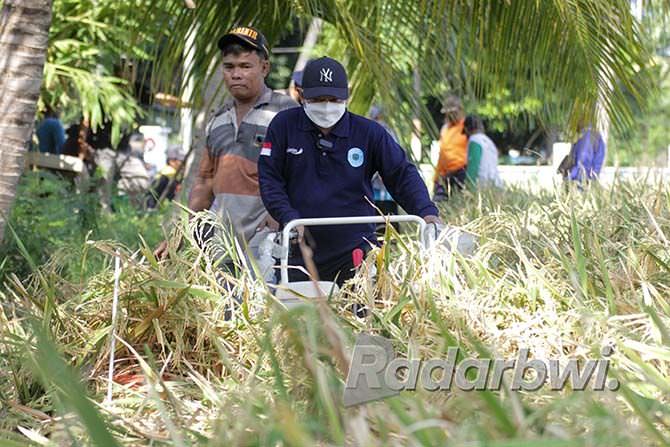 satu-hektare-padi-bk-900-dan-bk-700-hasilkan-1056-ton-gkp