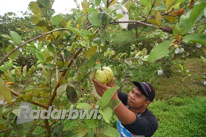 tahun-ini-jambu-kristal-bebas-serangan-penyakit