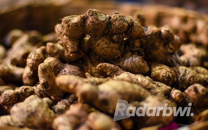 harga-jahe-gajah-cukup-menjanjikan-kini-tembus-pasar-jogja