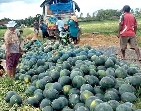 harga-semangka-tak-sesegar-rasanya
