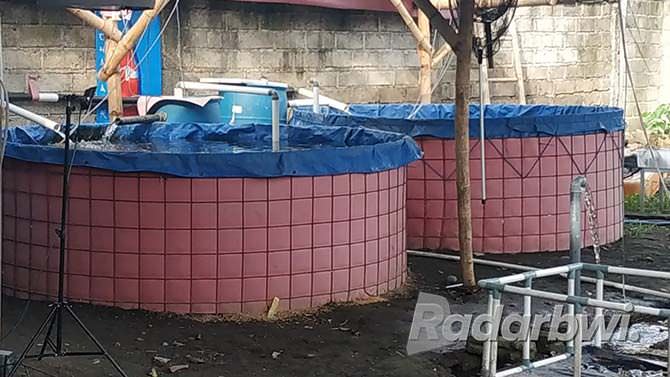 kolam-terpal-lebih-praktis-dengan-biaya-murah