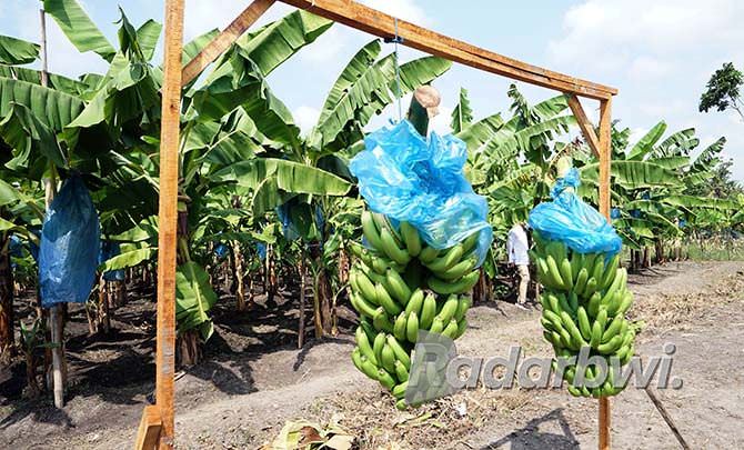 budidaya-pisang-cavendish-banyak-yang-gagal-karena-tak-sesuai-sop